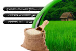 کارت ویزیت لایه باز فروشگاه برنج